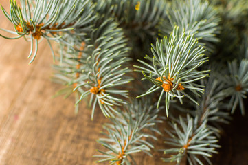 Naklejka na ściany i meble Green christmas tree on the wooden table for site background