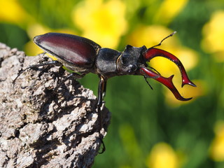 Hirschkäfer - Männchen
