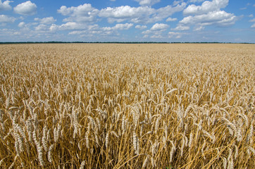 Wheat field and blue sky