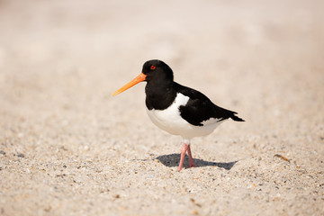 Oystercatcher searching for food on the beach