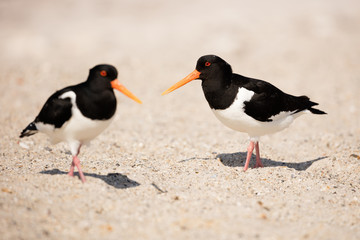 A couple of oystercatchers on common food search