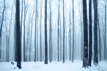 Magic winter beech tree forest during snowfall.