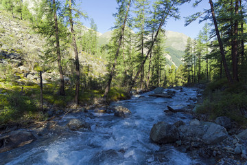 Obraz premium Shawla River. Altai Mountains, Siberia, Russia.
