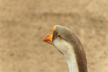 Portrait of a goose close-up on a blurry background of brown color.
