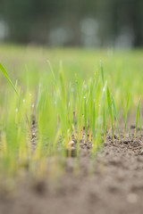 young green sprouted grain