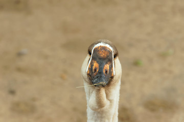 Portrait of a goose close-up on a blurry background of brown color.