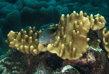 Freckled Hawkfish or Forster's Hawkfish, Paracirrhites forsteri