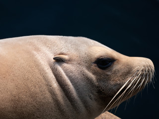 seal