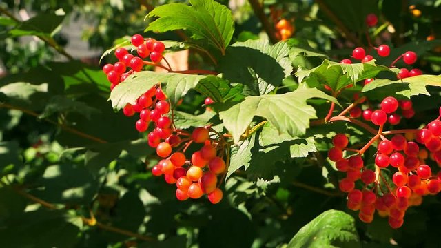 viburnum red in autumn, Large Bush of medicinal red forest viburnum