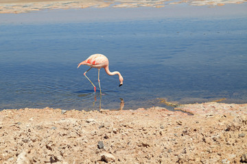 Flamingo