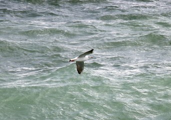 Foto session gulls on the Black Sea