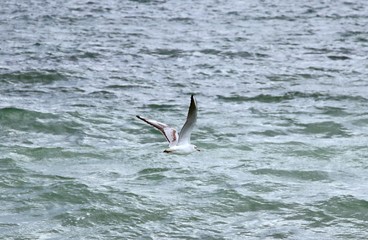 Foto session gulls on the Black Sea