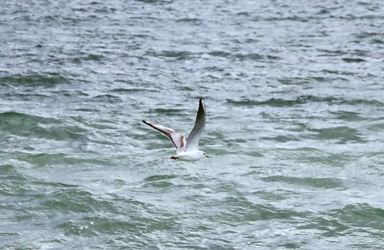 Foto Session Gulls On The Black Sea