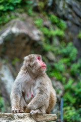 Wild japanese Macaque (Macaca Fuscata) or Snow monkey. Jigokudani, Nagano Prefecture, Japan