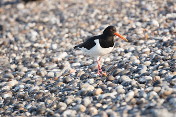 Oystercatcher on the pebble stone beach