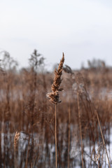 Fototapeta premium landscape