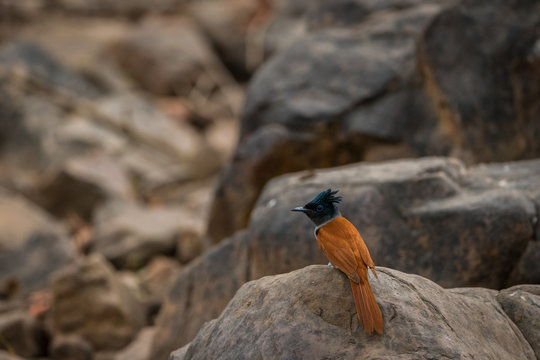 Indian paradise flycatcher, Terpsiphone paradisi, in the nature habitat, ranthambore National Park, India. Beautiful bird with long tail in sitting on the rocks.