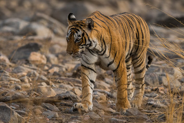 Fototapeta na wymiar A tigress on move for territory marking in a dry deciduous forest of Ranthambore tiger reserve, India