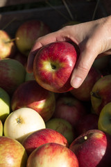 hand holding a red Apple on the background of apples