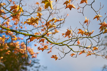Brown and yellow autumn leaves on a branches of a tree against a cloudy blue sky. 