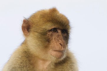 Barbary ape