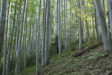 Fototapeta na wymiar beech forests in the highlands of the Carpathians, the Skole Beskydy National Park