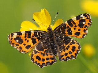 Obraz premium Landkärtchen 1. Generation 