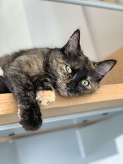 CHAT