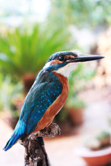 kingfisher