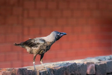 Juvenile house crow at first day