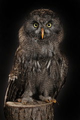 Babytier Bartkauz im Studio blickt direkt in die Kamera