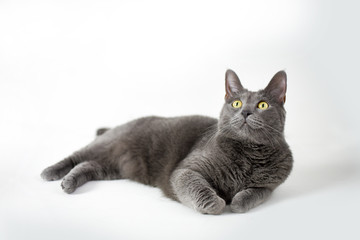 Grey cat with yellow eyes isolated on white background