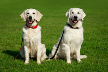 Dog breed Golden retriever