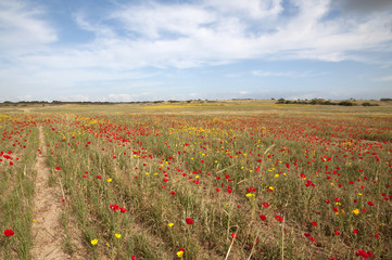 Wild field flowers