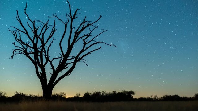 Loop of A scenic static night timelapse of a dead Acacia tree with the Milky Way twisting through a dark landscape scene and the moon rises to light up the landscape. Loop 1 of 4.