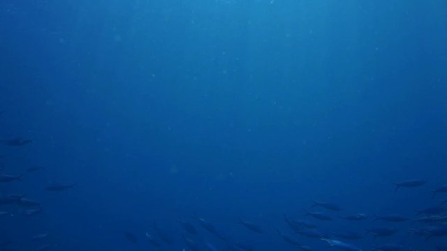 Loop of Schooling fish in ocean, POV