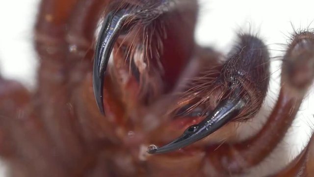 Loop of Extreme close up, fangs of spider