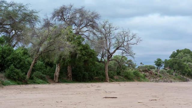 Loop of A static timelapse of a dry river bed with large trees and green vegetation at the start of summer with elephants passing through. Loop 2 of 2.