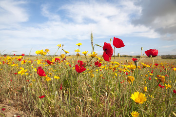 Wild field flowers