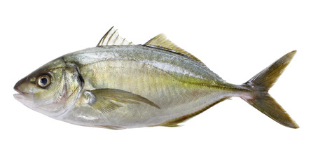 white trevally, striped jack, shima aji, Pseudocaranx dentex
