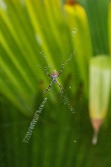 Argiope argentata (Araneidae)  Silver Argiope