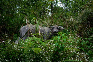 Carabao, Water Buffalo, Batad Philippines