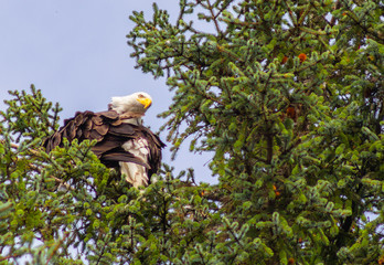 Eagle looking over shoulder