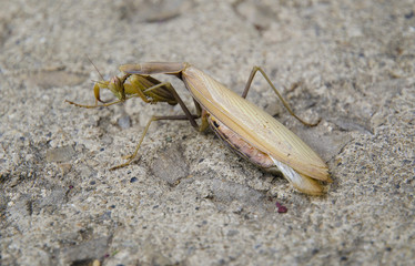 praying mantis, mantis, insect, bug,cement