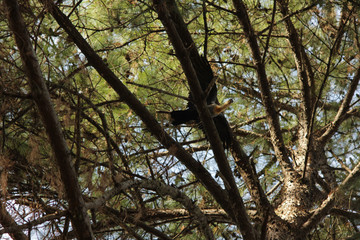 Yellow Bird In A Tree
