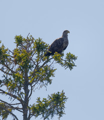 Sea eagle also called White-tailed eagle (latin: Haliaeetus albicilla) sitting in the top of a tree