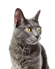 Grey cat with yellow eyes isolated on white background