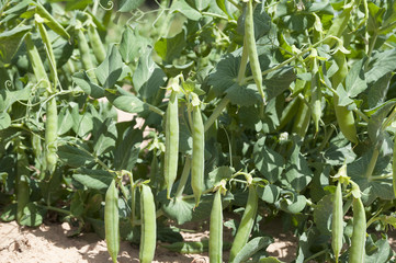 Peas field