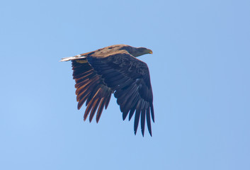 Imposing flying Sea eagle also called White-tailed eagle (latin: Haliaeetus albicilla). Blue sky in the background