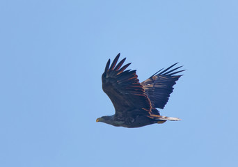 Fototapeta premium Imposing flying Sea eagle also called White-tailed eagle (latin: Haliaeetus albicilla). Blue sky in the background